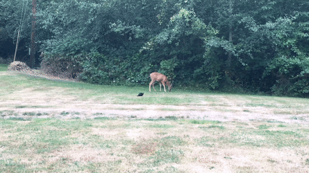 Черная пантера