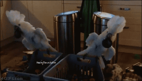 Cockatoo-bird-parrot-mirror-scare