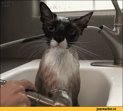 gifki-kote-kupanie-nevozmutimy-2343192