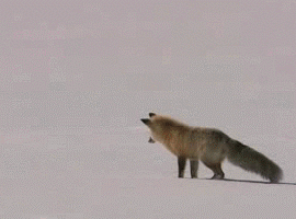 fox