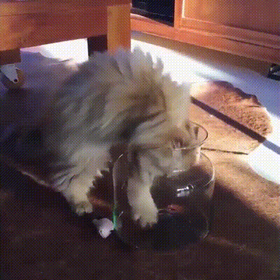 __cat_banka