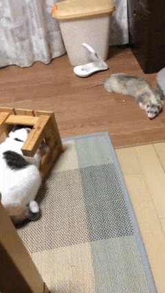 __cat_horek