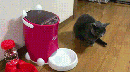__cat_korm
