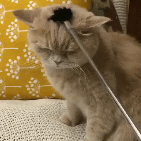 __cat_pochesuha