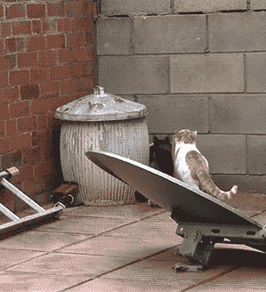 __cat_sinhron