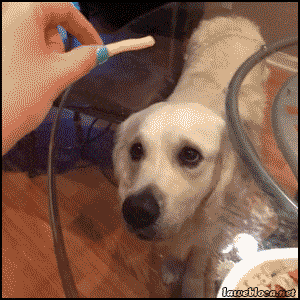 __dog_pod_stolom