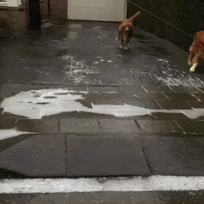 __dog_skolzit