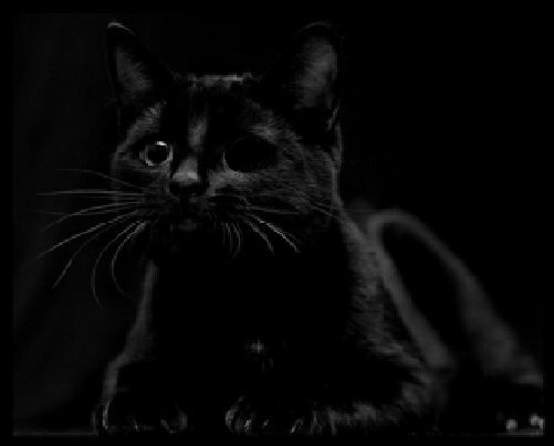 кот