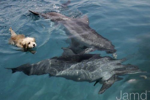 dog_n_dolfin_1