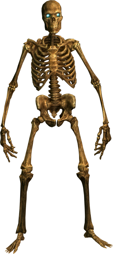 Скелет