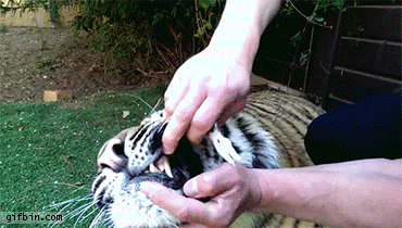 _removing_a_tigers_bat_tooth