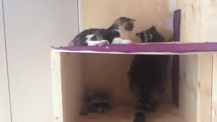 Енотам запрещено