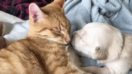 Сама доброта