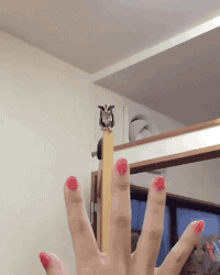 134459025_giphy__19_