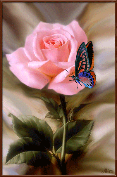 бабочка на розе