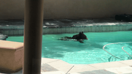 Чистильщик бассейнов