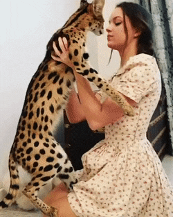 Вот так котик