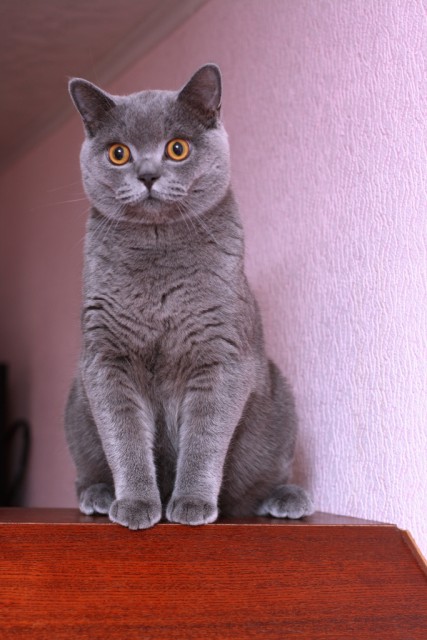 Котейка