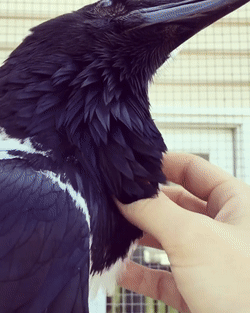 Ревнивый кот