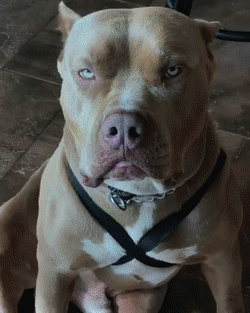 Суровый папа