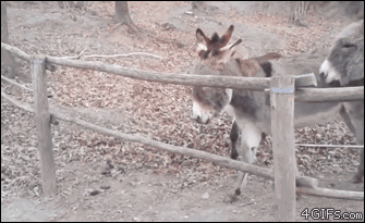 Smart-donkey-helps-friends-escape