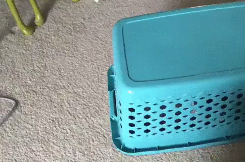 кото-хвать