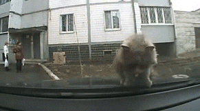 Кот блюет