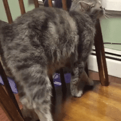 Кот