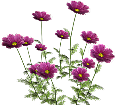 wiesenblumen