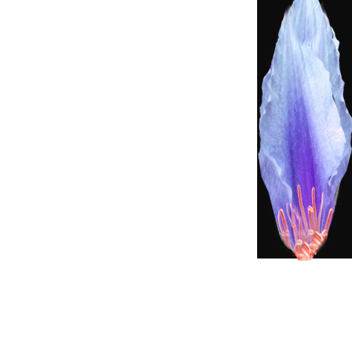 wasserlilie 2b
