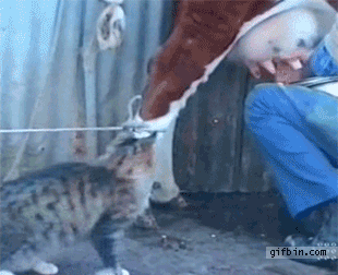 1301593528_catdrinksmilkfromcow_yapfiles.ru