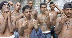 ms13