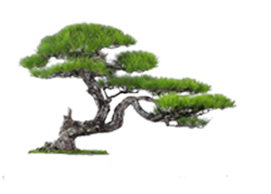 294666_bonsai-png