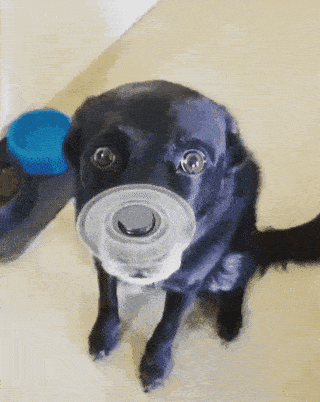 gif4335