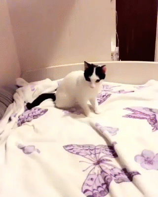 cat_yapfiles.ru