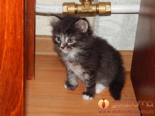 Кот 1
