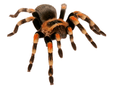 spider_PNG37