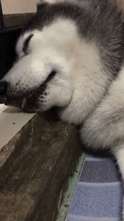 Вставай проспал на работу