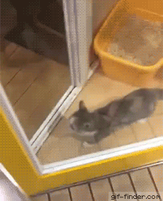 Которадость