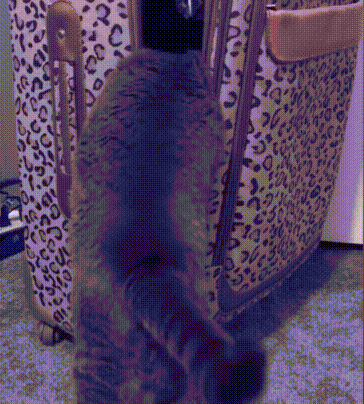 2640-Kogda-reshil-zajcem-poletet-na-more