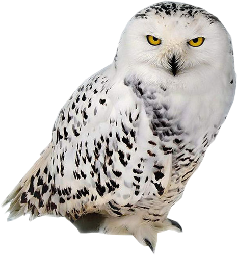 1й