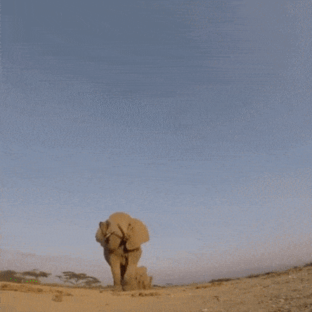 Посчитай слоников