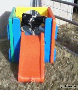 Решился и умер от страха