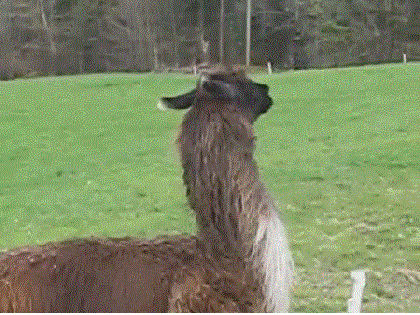 Весёленький такой