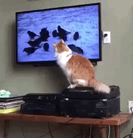 Интерактивное ТВ