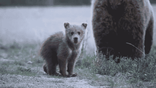 03-funny-gif-166-bear-cub-dancing
