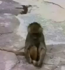 Обезьяна и зеркало
