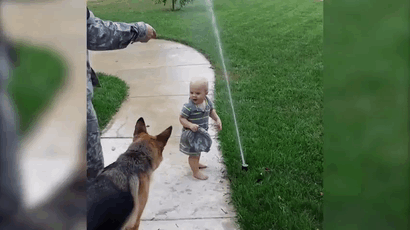 Пёс умничка