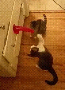 Кошачья игрушка