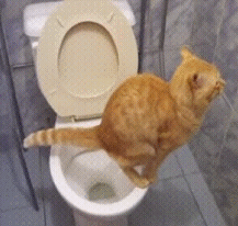 Кот